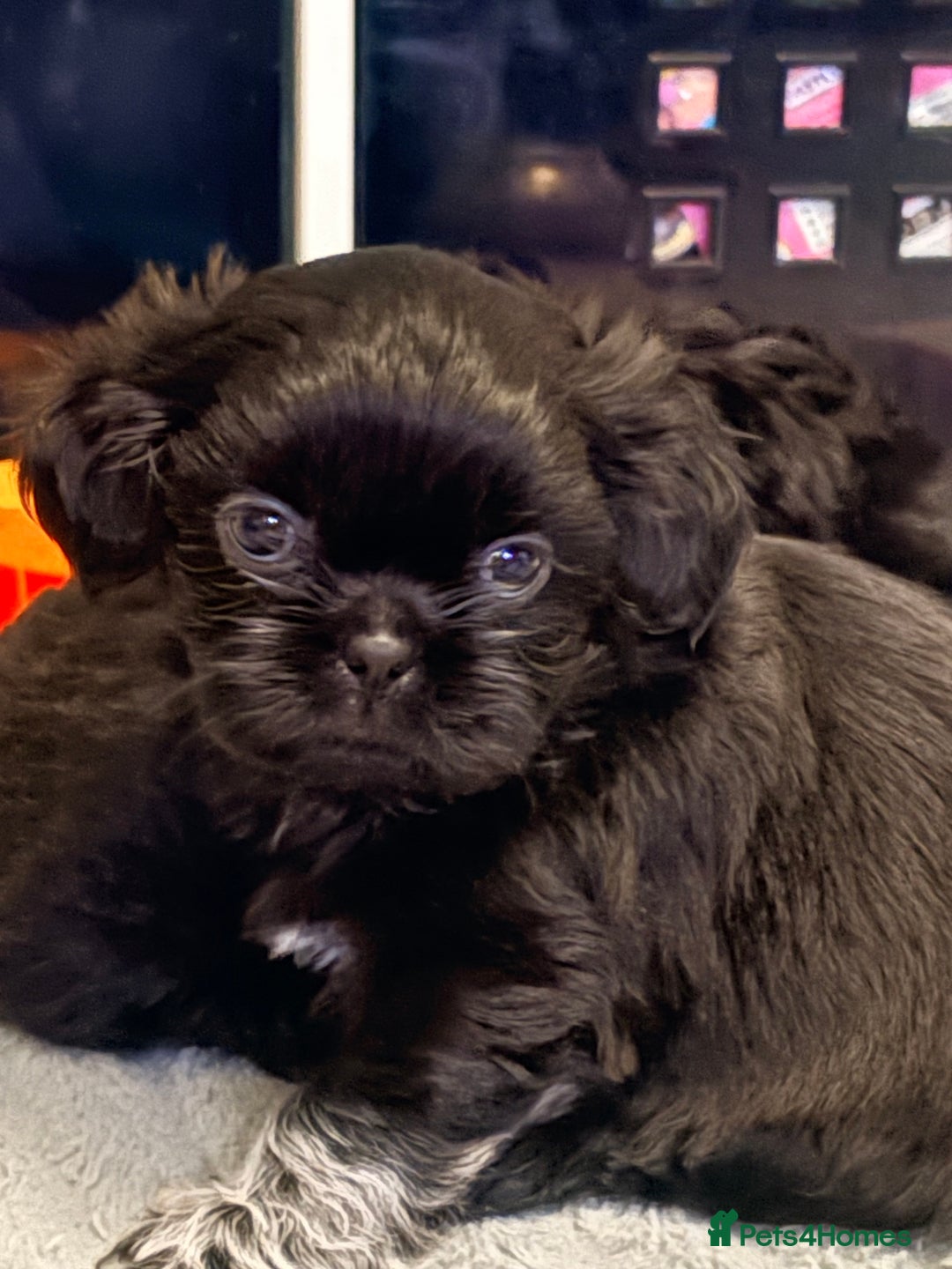 Shih Tzu dogs for sale: Shih tzu puppies for sale  - Image 7