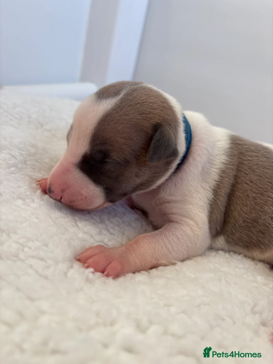 Whippet dogs for sale: 🌟 quality KC whippet pups 🌟 - Advert 11