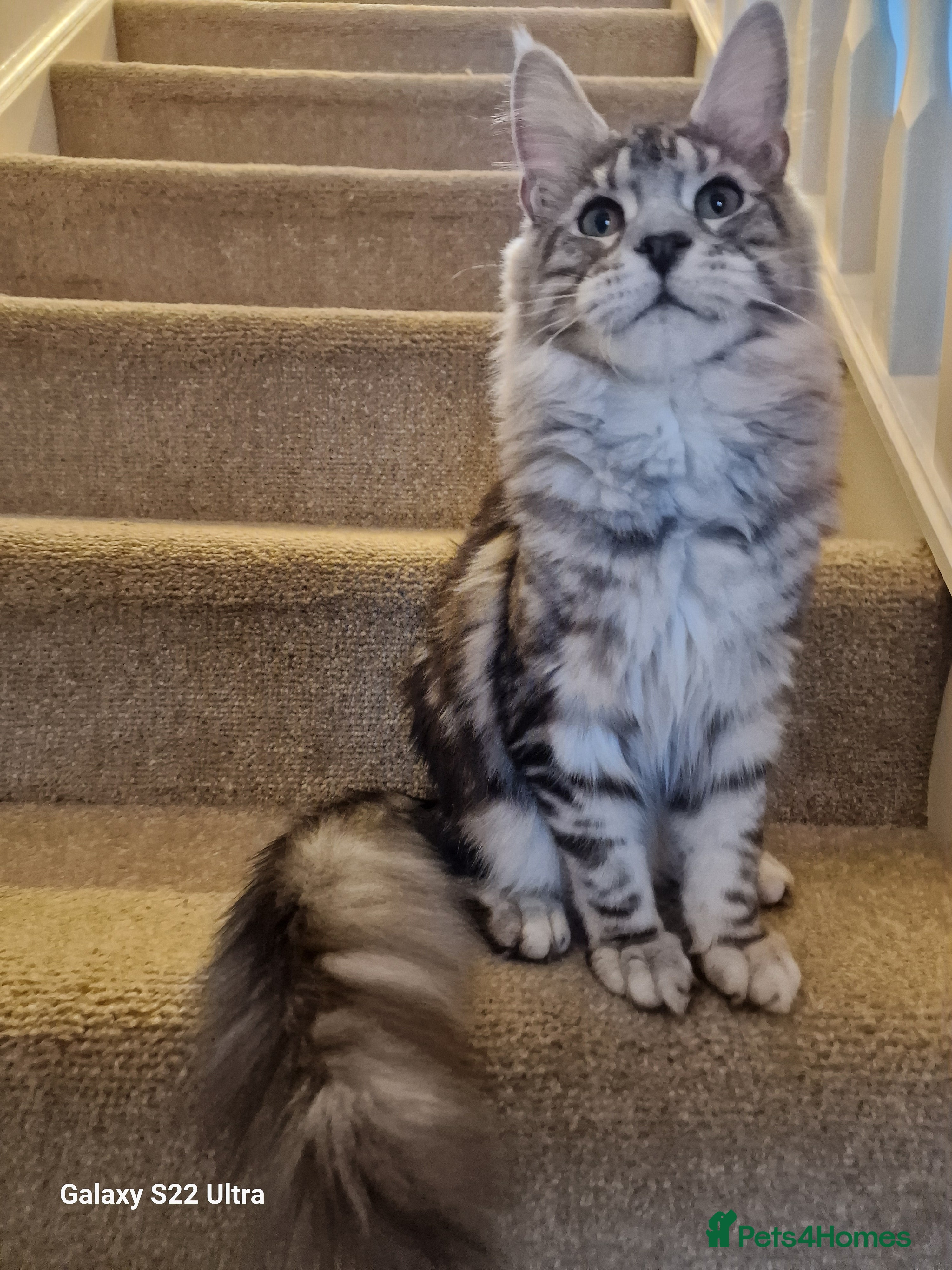 Maine Coon cats 🎀Fantastic female🎀 - Advert 1