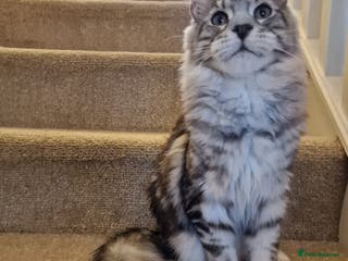 Maine Coon cats 🎀Fantastic female🎀 - Advert 8