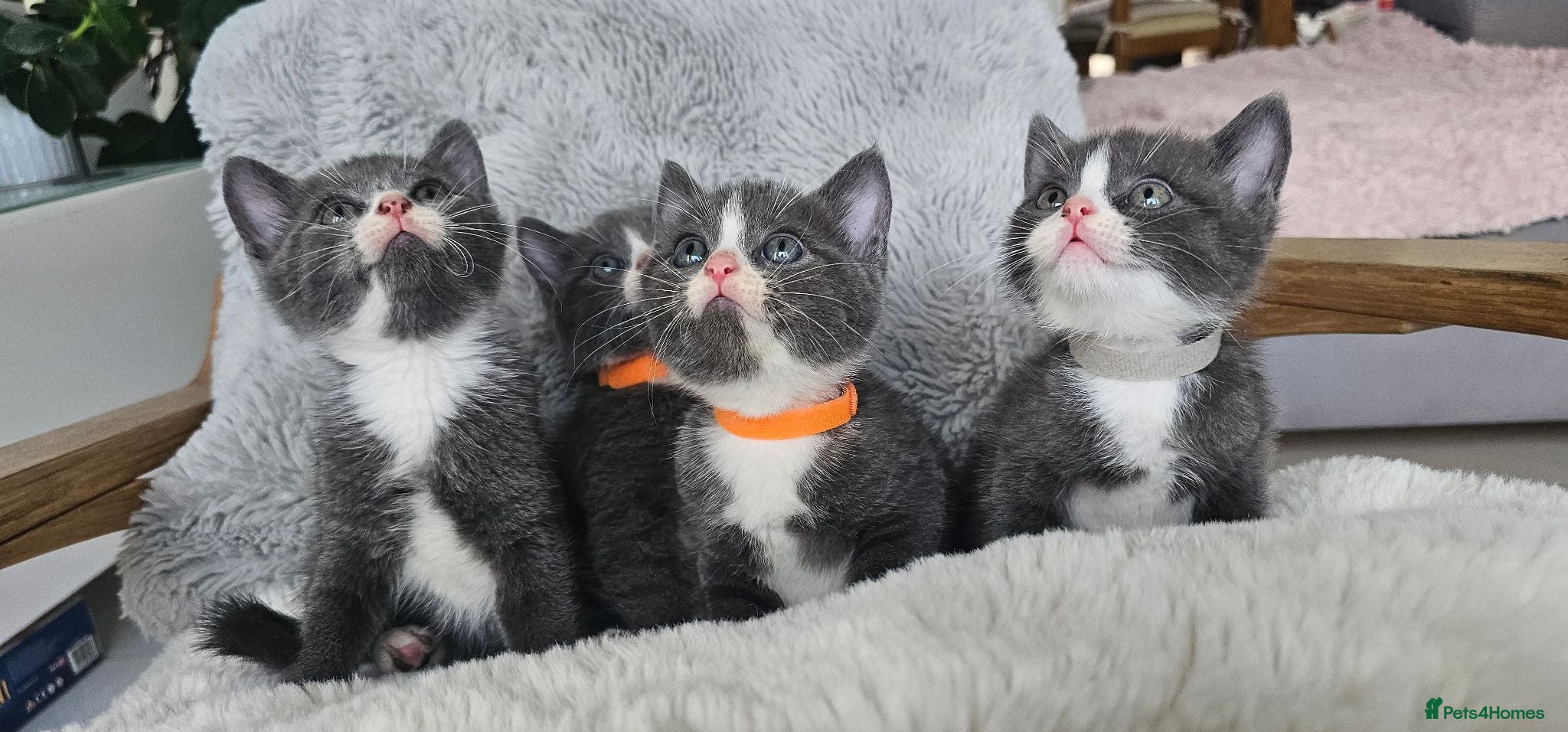 Russian Blue cats Grey kittens Russian Blue crossed  - Advert 1