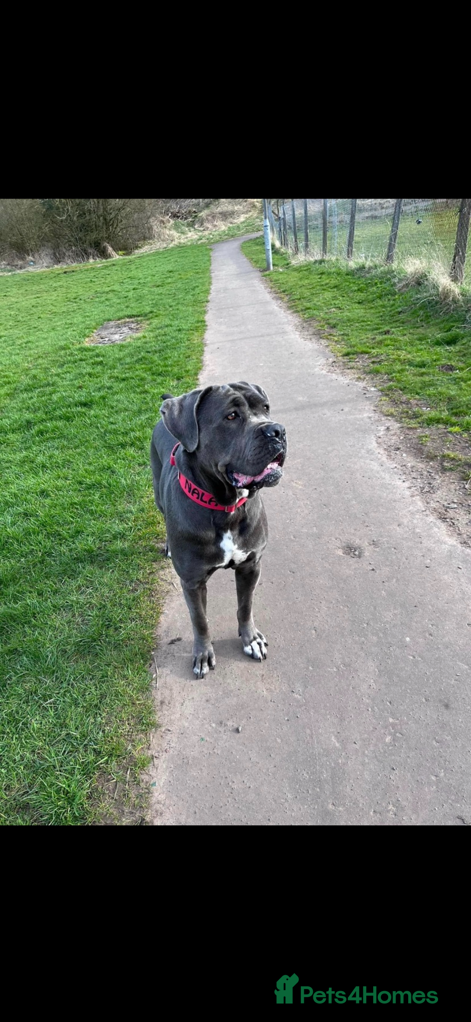 Cane Corso dogs Champion Bloodline Cane Corso Puppies - Advert 3