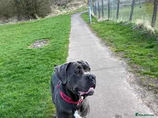 Cane Corso dogs Champion Bloodline Cane Corso Puppies - Advert 3