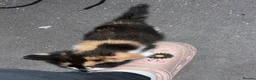 Mixed Breed cats for sale: 4 gorgeous kittens  - Advert 3