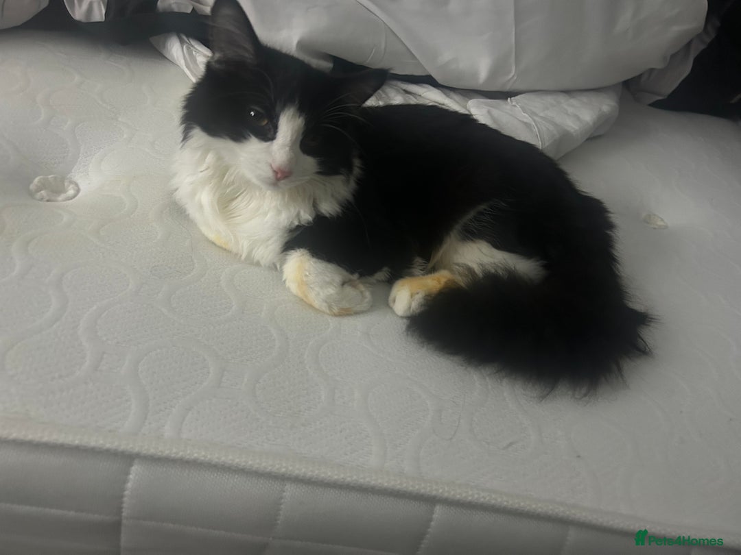 Maine Coon cats for sale: Half maine coone half British longhair - Advert 4