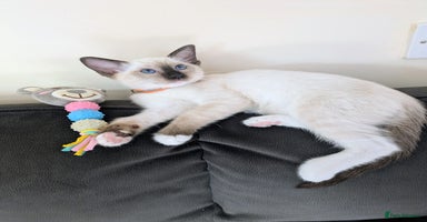 Ragdoll cats - Advert 16