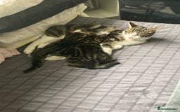Mixed Breed cats for sale: 2 x 11 week old Female Kittens must go together!  - Image 16