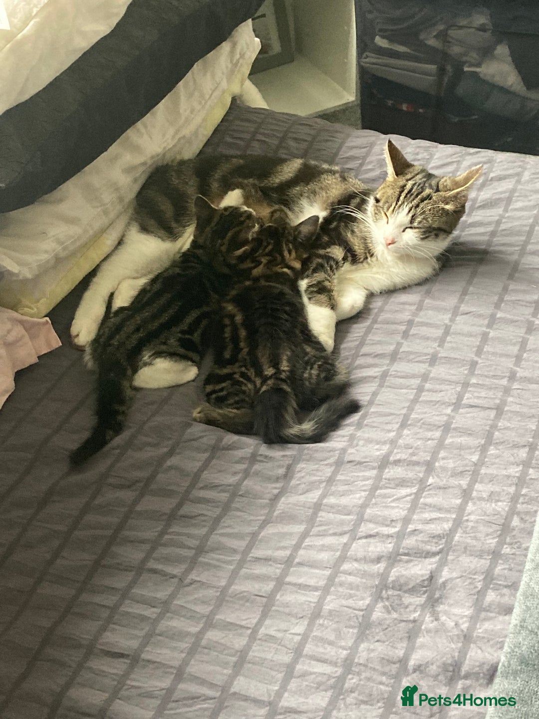 Mixed Breed cats for sale: 2 x 11 week old Female Kittens must go together!  - Image 16