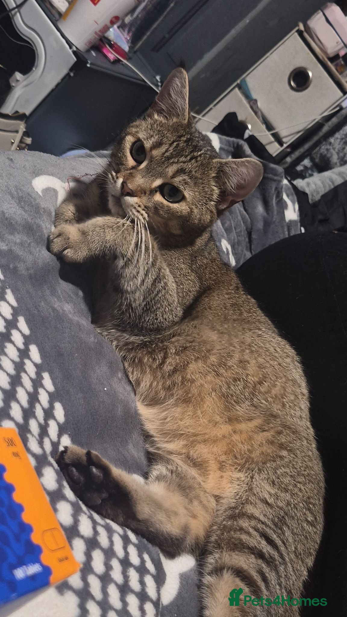 Mixed Breed cats 1 beautiful bengal x tabby kitten - Advert 1