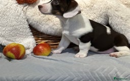 Mixed Breed dogs for sale: Wonderful daxijacks !! 🐶 - Image 9