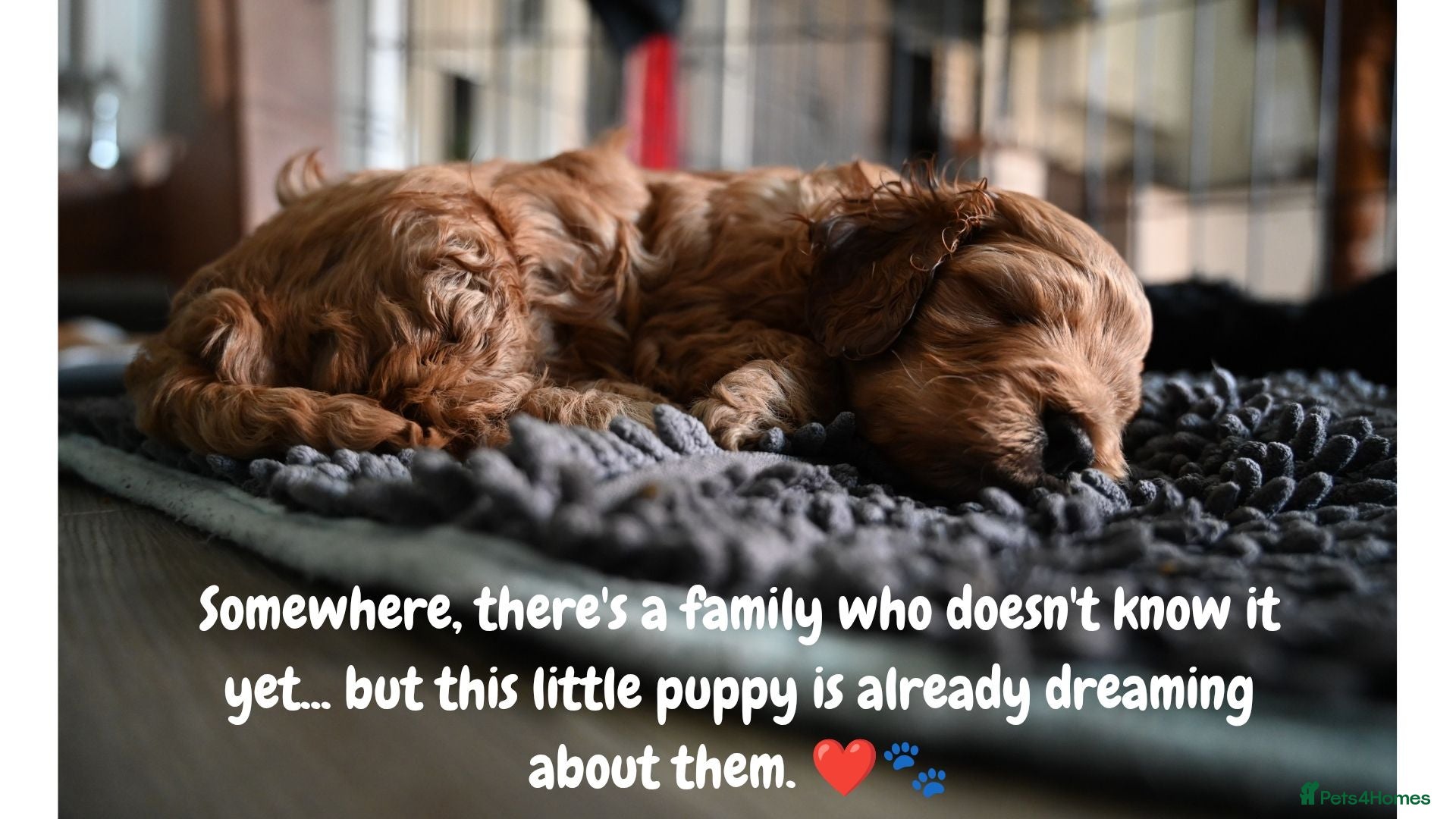 Cockapoo dogs 🐾F2 Cockapoos Puppies Wiltshire💗💗💗💙💙 - Advert 1