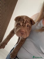 Shar Pei dogs Reduced Fully vaccinatedBEAUTIFUL SHARPEI PUPS 🔥 - Advert 2