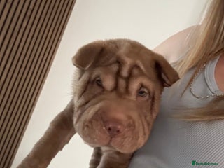 Shar Pei dogs - Advert 9
