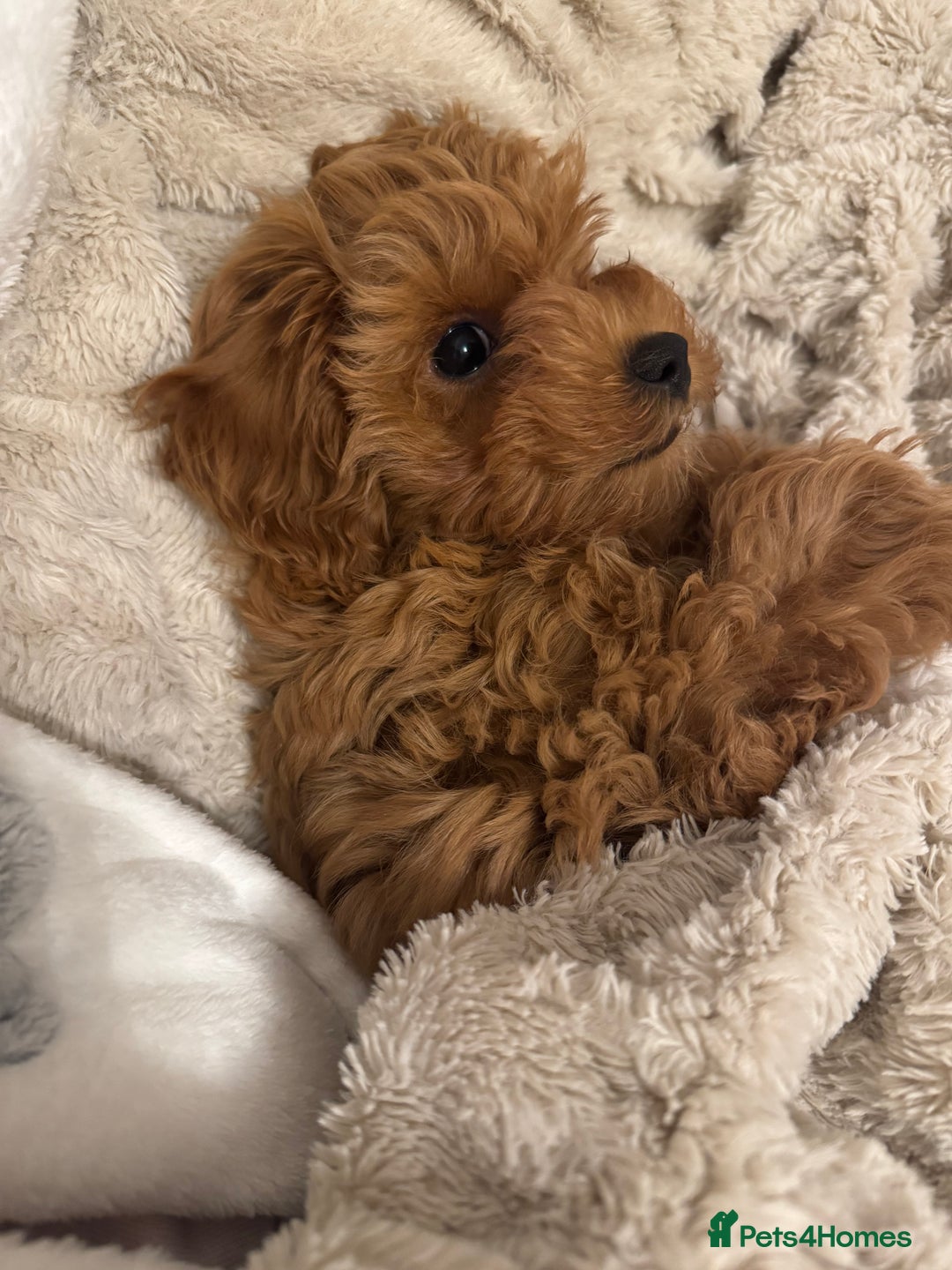 Cavapoo dogs for sale: REHOME  - Advert 3
