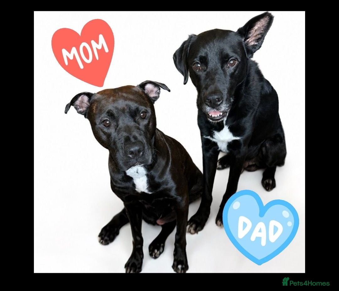 Mixed Breed dogs Staffy cross X Border collie cross - Advert 1