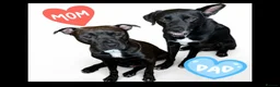 Mixed Breed dogs for sale: Staffy cross X Border collie cross in Cannock - Advert 1
