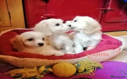 Cavachon dogs for sale: Cavachon Puppies - Image 28