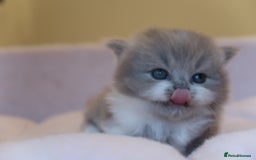 British Shorthair cats for sale: BSH/BLH Females TICA Reg  - Image 12