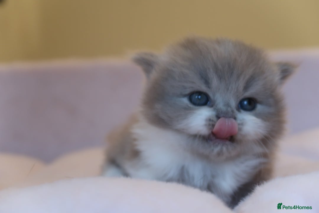 British Shorthair cats for sale: BSH/BLH Females TICA Reg  - Image 12