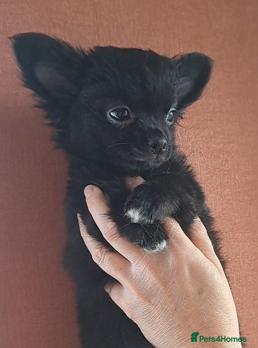 Chihuahua dogs Last 2 long coat chihuahua male pups - Advert 20