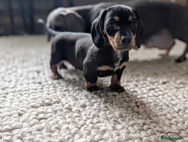 Miniature Dachshund dogs - Advert 2