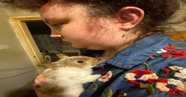 Netherland Dwarf rabbits - Advert 2