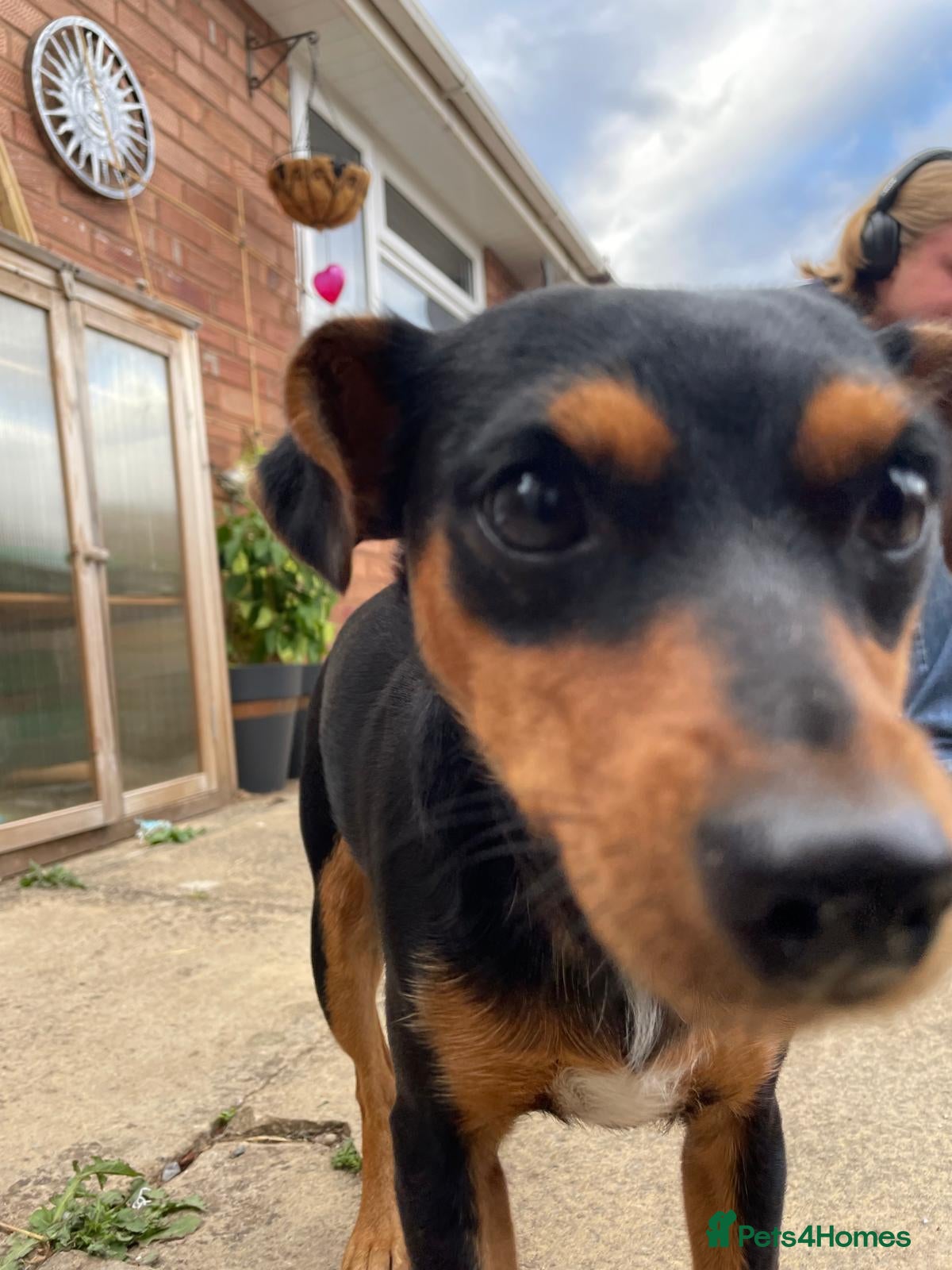 Mixed Breed dogs Black and tan Jack Russell x - Advert 8
