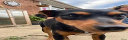 Mixed Breed dogs for sale: Black and tan Jack Russell x in Kingswinford - Advert 2