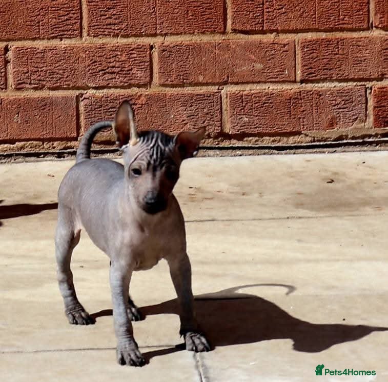 Mexican Hairless dogs Mini size 1 girl   ** naked 1700. - Advert 1
