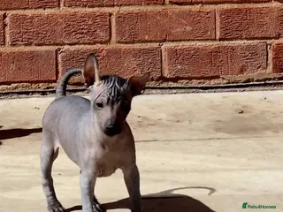 Mexican Hairless dogs Mini size 1 girl ** naked 1700. - Advert 2