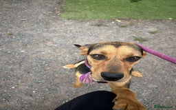 Mixed Breed dogs for adoption: Meet Coral, currently residing in Cheshire  - Image 3