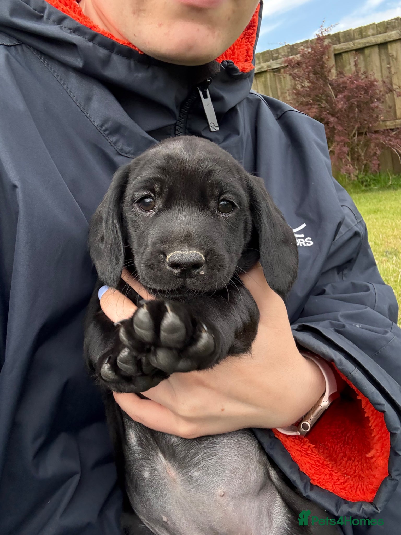 Springador dogs for sale: Spaniel x Labrador puppies  - Advert 15