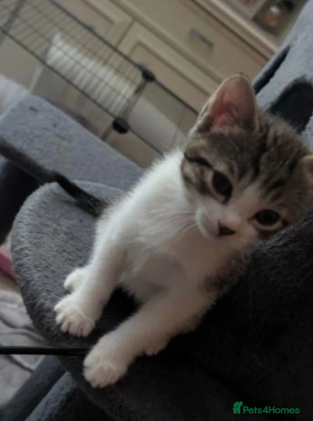 Bengal cats for sale: Bengal mixed kittens - Advert 2