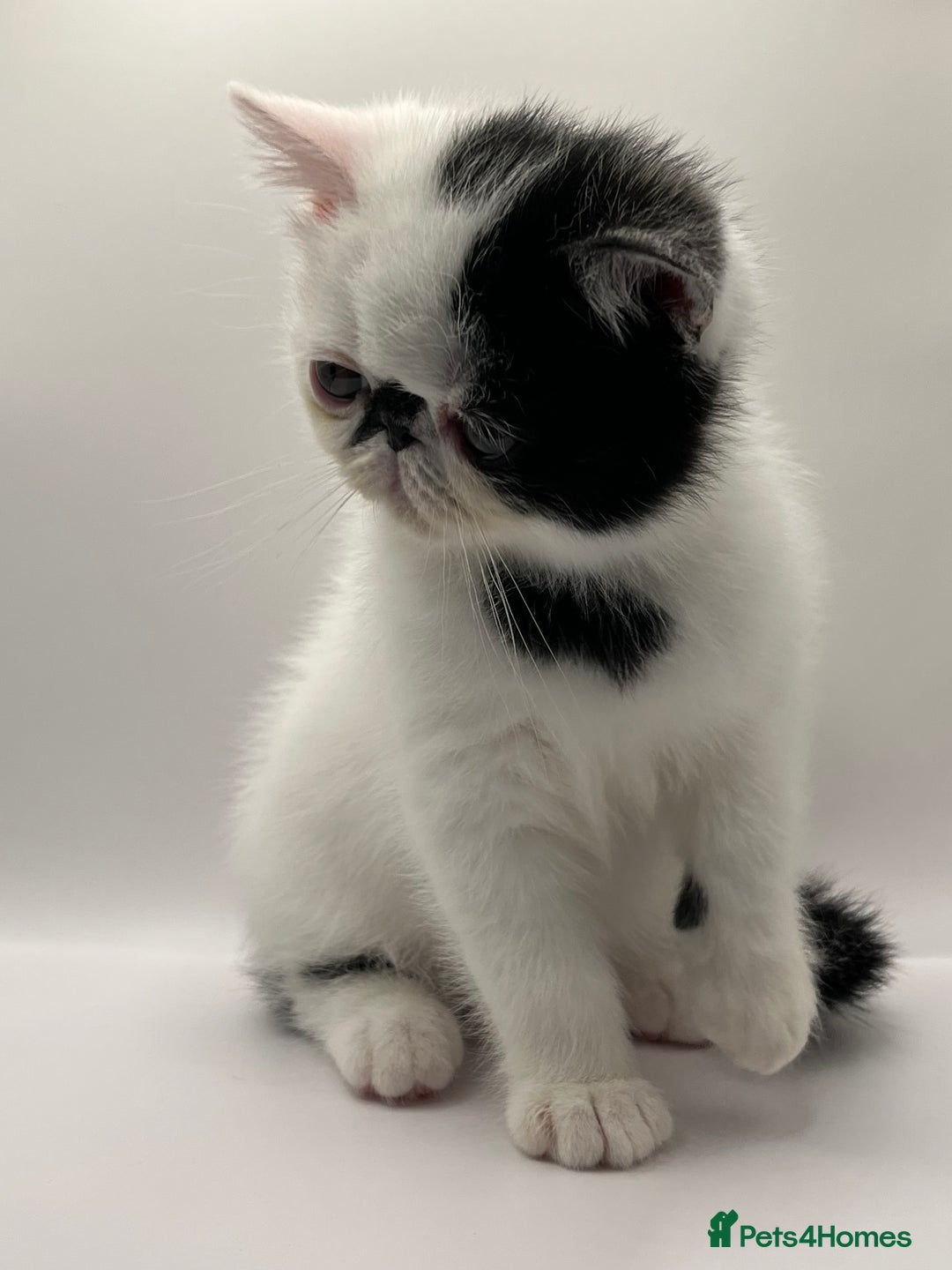 Persian cats for sale: Beautiful exotic CFA registered kittens - Advert 12