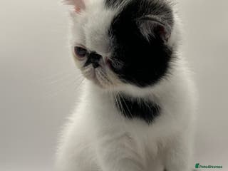 Persian cats Beautiful exotic CFA registered kittens - Advert 1