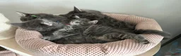 Maine Coon cats for sale: TICA Registered Maine Coon Kittens Available  in Sutton - Advert 19
