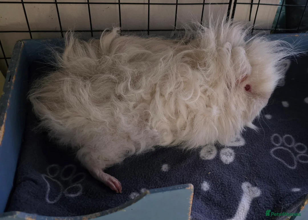 Guinea Pig rodents for sale: Retired Lunkarya Sow Needs Family Home - Advert 2