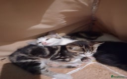 Mixed Breed cats for sale: Three kittens  - Image 10
