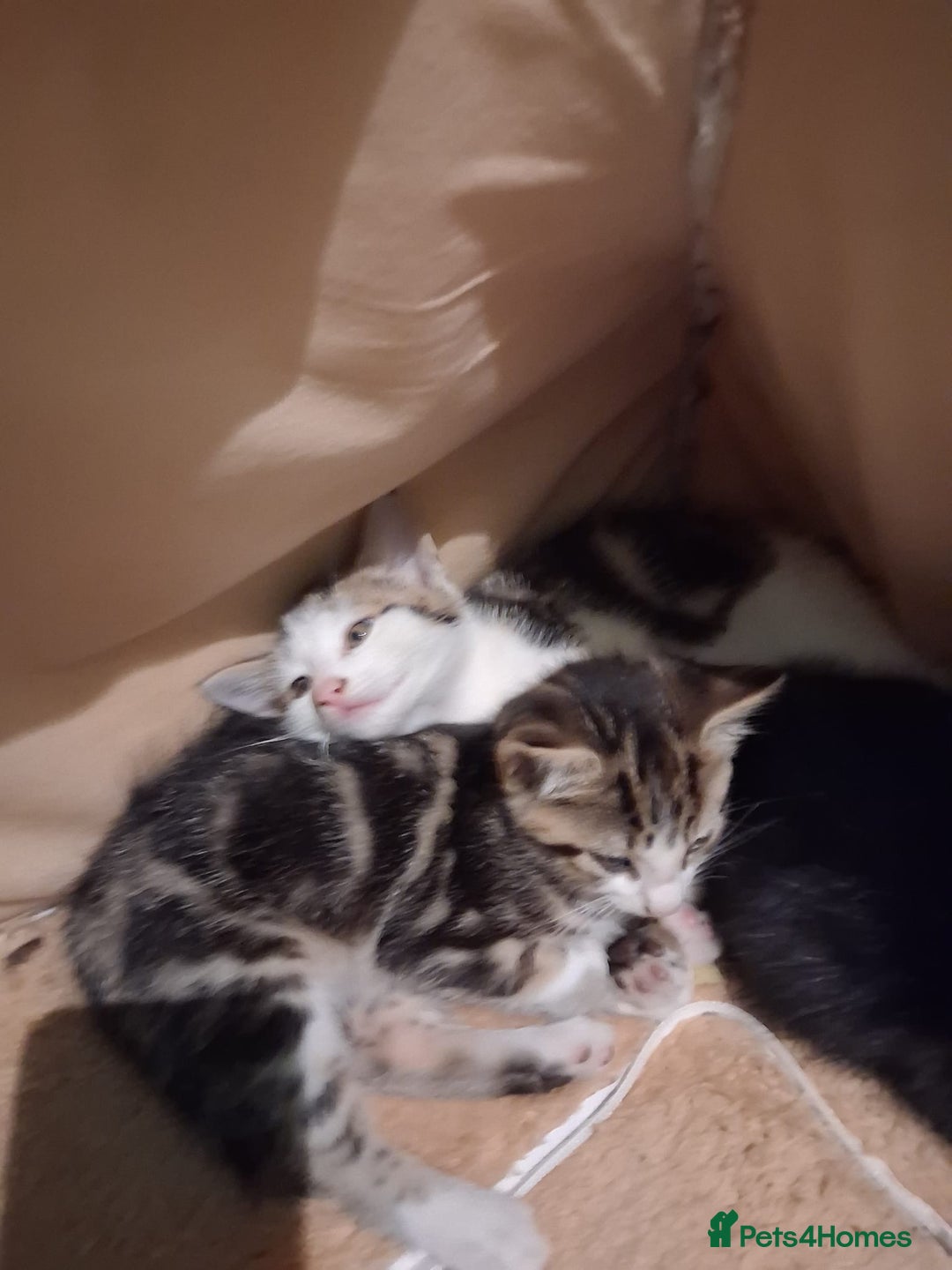 Mixed Breed cats for sale: Three kittens  - Image 10