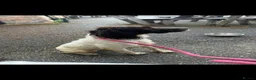 English Springer Spaniel dogs for sale: Springer Spaniel  - Advert 5