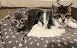 British Shorthair cats for sale: Five Cute boys for sale - Image 3