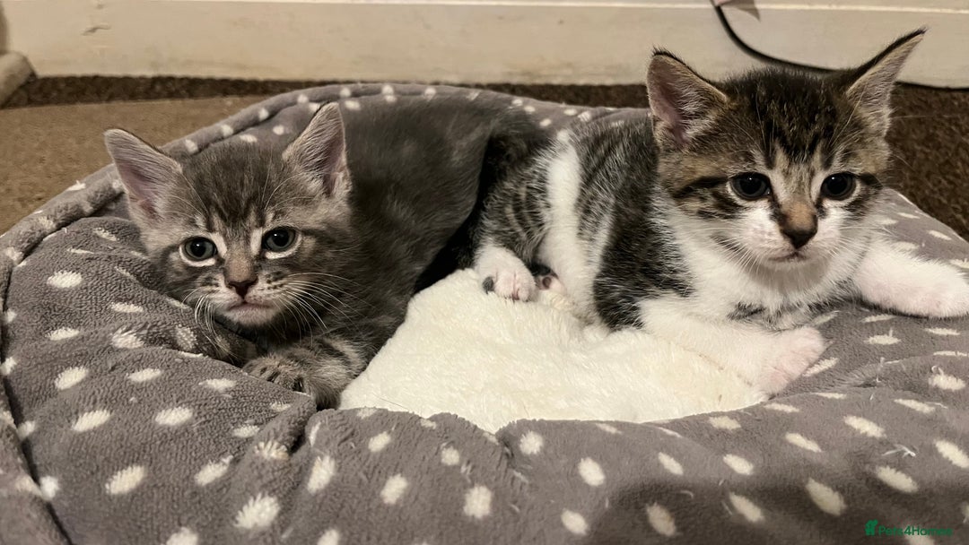 British Shorthair cats for sale: Five Cute boys for sale - Image 3