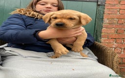 Labrador Retriever dogs for sale: Labrador puppies for sale 🐶 - Image 6