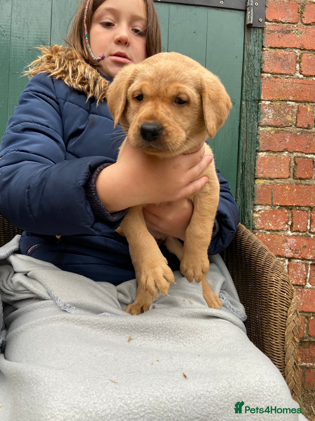 Labrador Retriever dogs for sale: Labrador puppies for sale 🐶 - Image 6