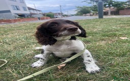 English Springer Spaniel dogs for sale: Lovely friendly puppy looking for a new Home  - Image 3
