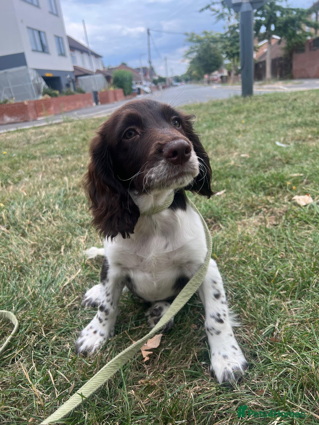 English Springer Spaniel dogs for sale: Lovely friendly puppy looking for a new Home  - Image 3