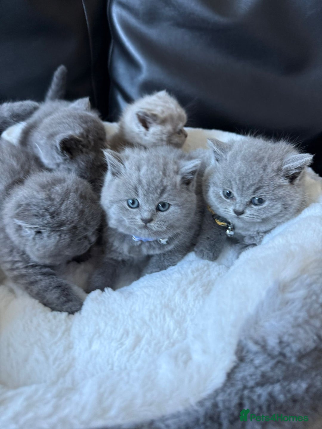 British Shorthair cats for sale: 5 beautiful British Shorthair Girls for sale - Advert 1