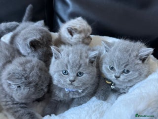 British Shorthair cats 5 beautiful British Shorthair Girls for sale - Advert 5
