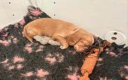 Cocker Spaniel dogs for sale: Gorgeous Health Tested Working Cocker Spaniels - Image 5