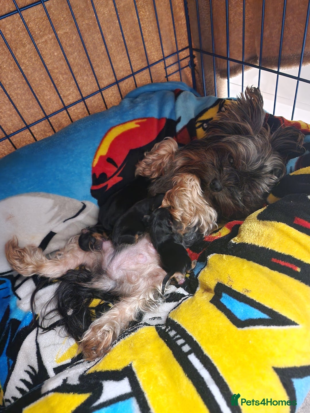 Yorkshire Terrier dogs for sale: Adorable mini yorkies🥰 - Advert 9